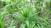 Galium aparine pre-fruiting development, from North America.