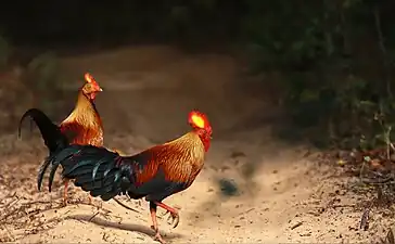 Sri Lankan junglefowl