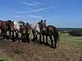 Brabant draft horses.