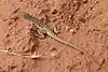 Longnose leopard lizard (Gambelia wislizenii), Socorro County, New Mexico