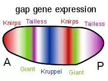 Image 11Gap genes in the fruit fly are switched on by genes such as bicoid, setting up stripes across the embryo which start to pattern the body's segments. (from Evolutionary developmental biology)