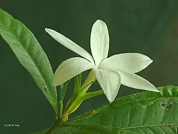 Male flower