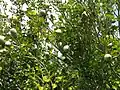 Detail of fruit that accumulates indefinitely on the tree until forcibly removed