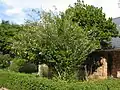 Habit of a well-grown tree in a moist garden environment