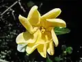 Gardenia volkensii flower