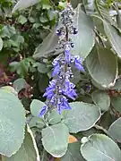 Plectranthus barbatus