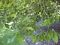 Ulmus procera, RBG Melbourne, with leaves not typical of the UK English elm clone (2010)