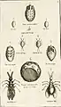 "Cuscolium": stages in the life-cycle of Kermes vermilio the kermes scale insect, source of the original crimson dye