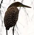 Bare-throated tiger heron (Tigrisoma mexicanum), Veracruz, Mex. (15 July 2011).