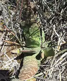 Gasteria disticha has rough, mat-surfaced (often wavy edged) leaves