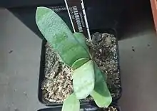 Gasteria glauca has rough-surfaced, blue-green leaves.