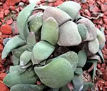 Gasteria glomerata has distichous compact, round, glaucous, recurved rough-surfaced leaves, and forms dense clumps.