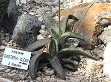 Gasteria vlokii forms rosettes of mat-surface, slightly rough, triangular (usually recurved), strap shaped leaves.