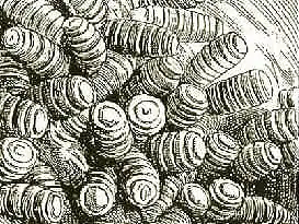 Drawing of G. intestinalis larvae in a horse's stomach