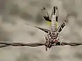 Grasshopper with its head stuck in a barbed wire fence displays its yellow back wings