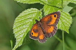 Gatekeeper (Pyronia tithonus) male 2.jpg