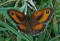 Gatekeeper butterfly, Pyronia tithonus