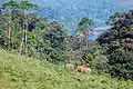 Indian elephants near Gavi