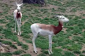 Brown and white bovid