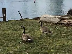 Geese on the north shore of Hinge Park