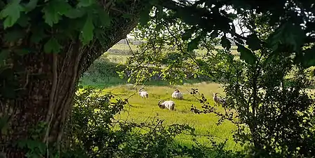 Photograph of a group of wild mountain goats grazing at Trefor by Yr Eifl, Penrhyn Llŷn