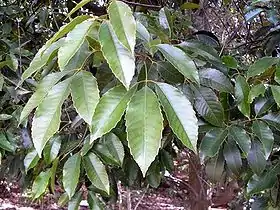 Karrabina benthamiana foliage