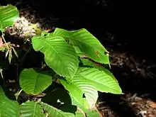 Karrabina biagiana foliage