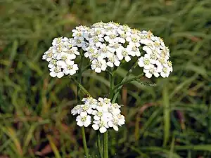 Common yarrow (Achillea millefolium).