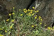 In the wild on Mt. Vitosha in Bulgaria