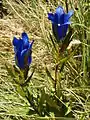 Gentiana pneumonanthe