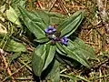 Plant of Gentiana cruciata