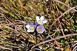 Viola sp.