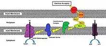 Electron Transport Chain to move electrons to outer membrane of Geobacter Sulfurreducens