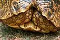 Retracted fore legs of adult female leopard tortoise