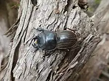 Photograph of a stag beetle on a log