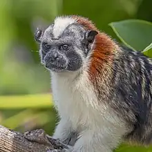 White, brown, and black monkey