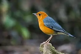 Geokichla citrina, orange-headed thrush - Khao Yai National Park, Thailand