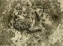 Two slugs on the surface of a rock, which is dappled with various lichens including one spotted lichen not much larger than the slugs and somewhat similar in shape.