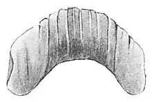 Drawing of the jaw of the Kerry Slug Geomalacus maculosus. The jaw of this species measures about 1 mm and has broad ribs.