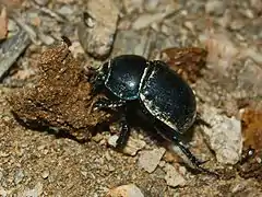 Anoplotrupes stercorosus moving feces