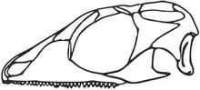 Skull reconstruction of Gephyrosaurus a likely basal rhynchocephalian