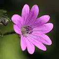 Close-up of a flower of Geranium molle