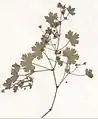 Herbarium specimen of Geranium rotundifolium showing mature fruits