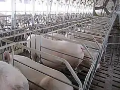 A row of cages made of large, widely spaced metal bars with no tops but with two long straps running over the pigs' heads and forequarters. In each cage, nearly filling the available space, is a large pink pig, facing away from the camera. One pig is standing, showing a large belly with several prominent teats. In front of the row of pigs is a cement area followed by another row of pigs facing them; a piece of paper is clipped to a string above each pig's head. Traces of blue markings are visible on the hindquarters of some pigs. A large three-bladed fan sits still over the row of pigs, and light filters in from some distance in front of the pigs, possibly obscuring another row of pigs. The floor is slatted, and chunks of excrement are visible.