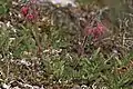 Old man's whiskers (Geum triflorum)