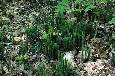 Common club-moss, Spinulum annotinum, synonym Lycopodium annotinum, August