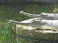 Gharial