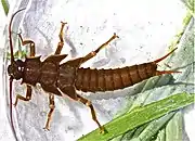 Nymph