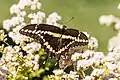 adult on California buckwheat (Eriogonum fasciculatum)