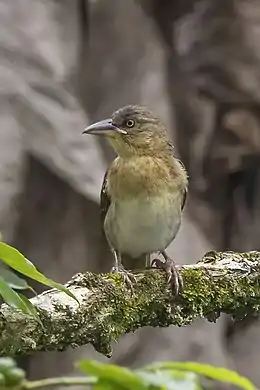 Giant weaver (Ploceus grandis) female.jpg